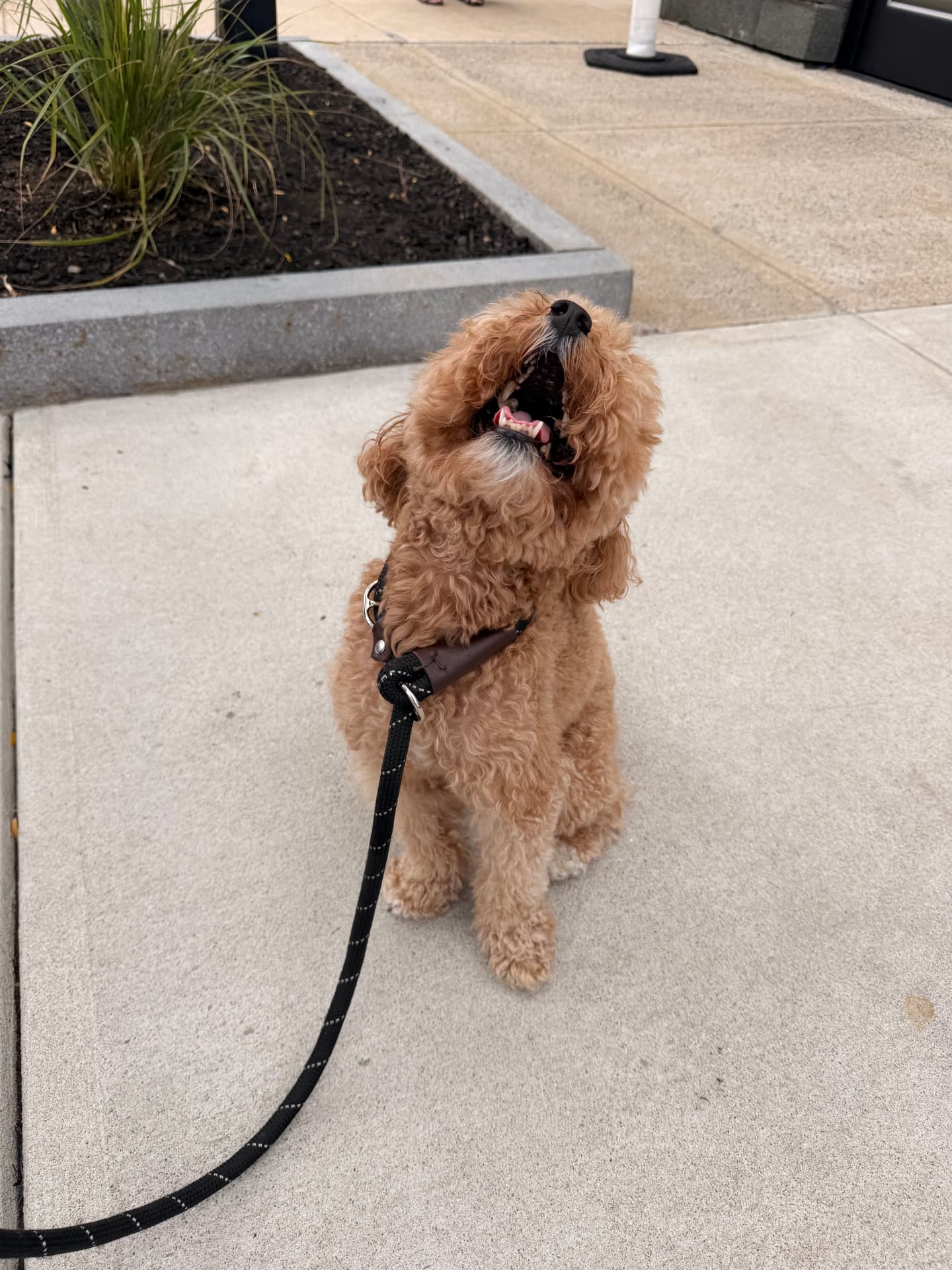 Pawmenities gallery photo 60