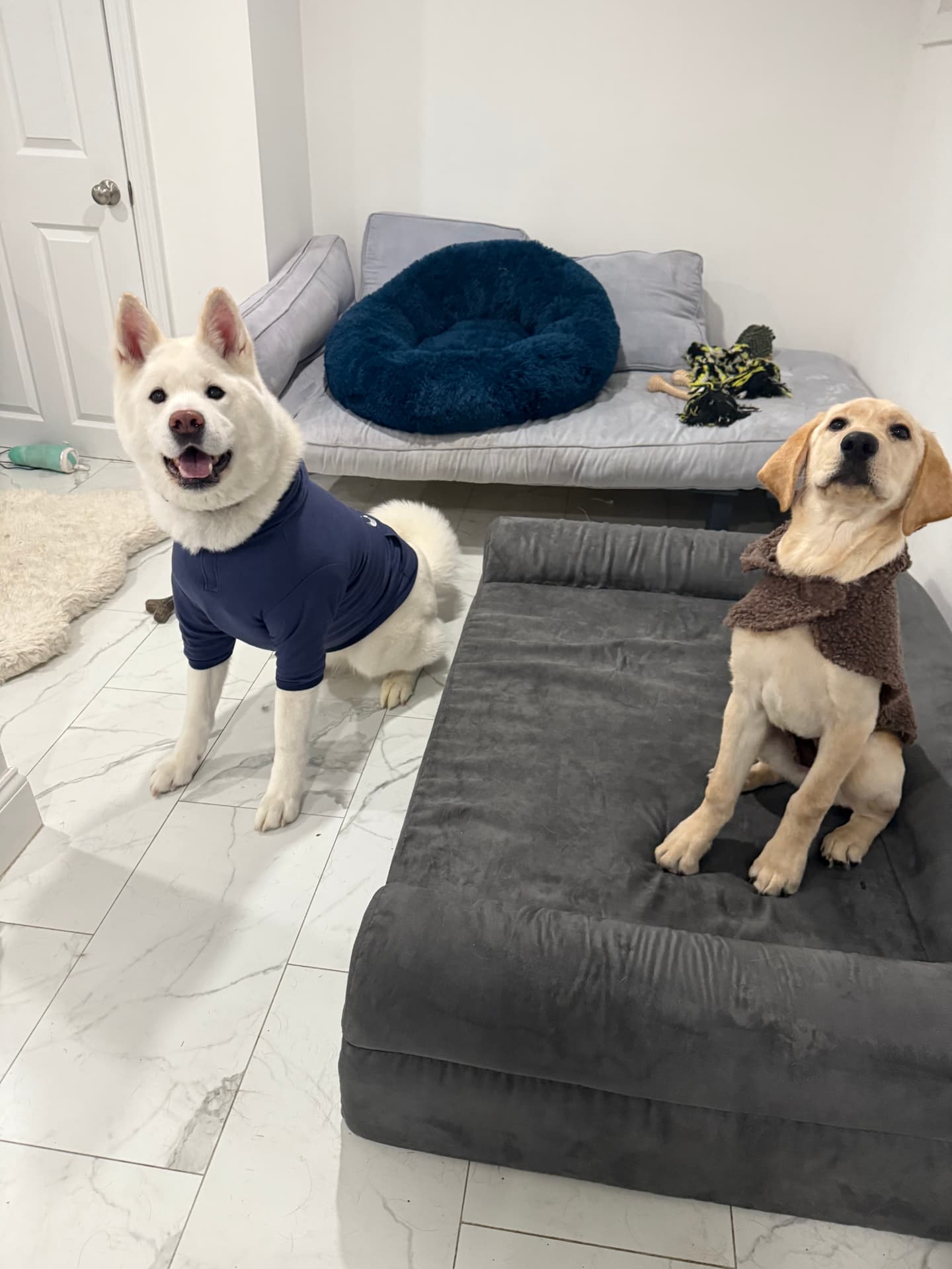 Pawmenities gallery photo 20