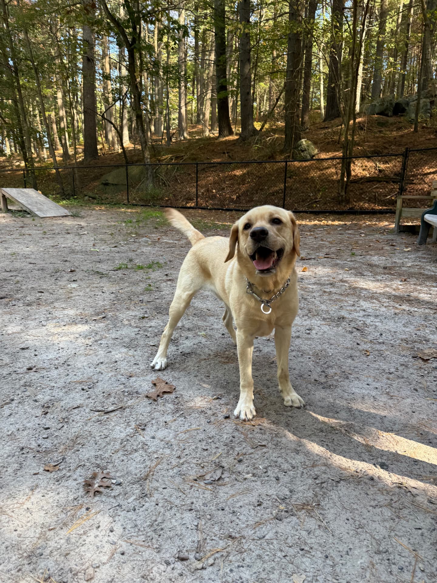 Pawmenities gallery photo 35