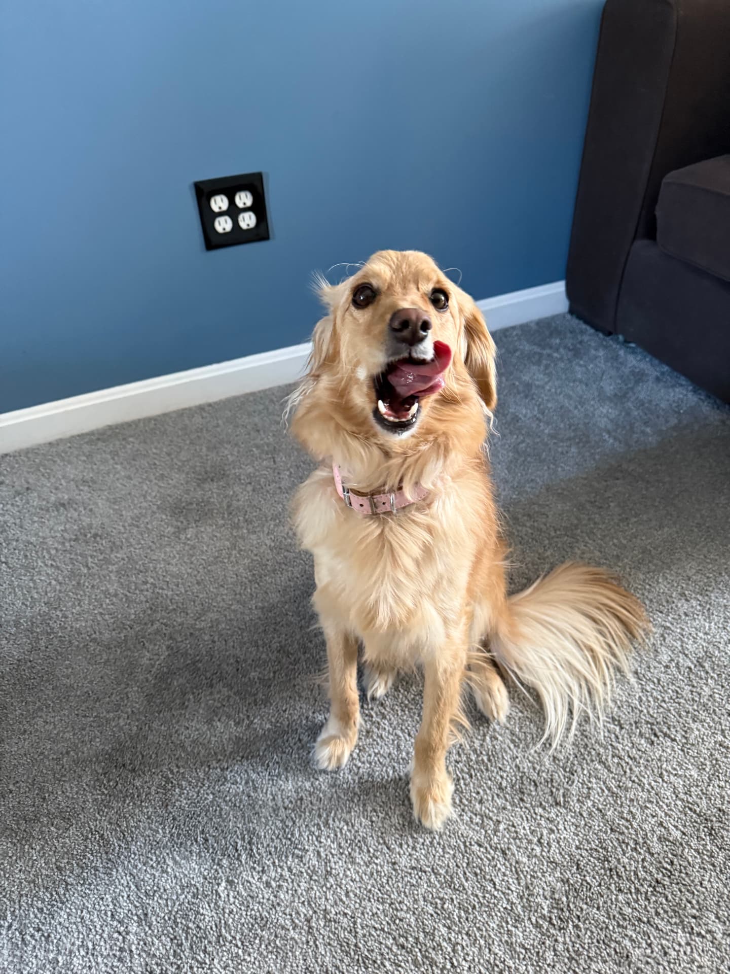 Pawmenities gallery photo 13